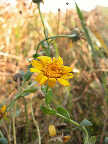 Corn Marigold - Chrysanthemum segetum.  Image: Brian Pitkin