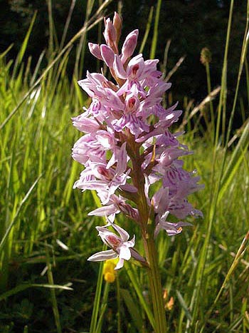 Common Spotted Orchid - Dactylorhiza fuschii.  Image: Brian Pitkin