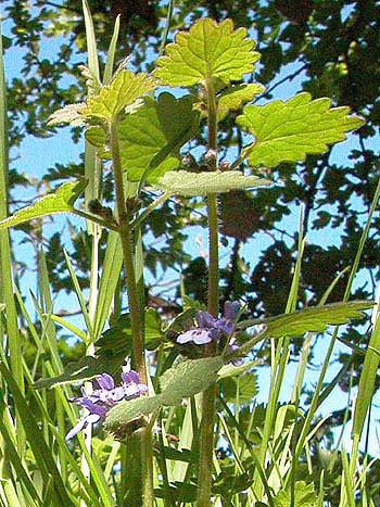 Ground Ivy- Glechoma hederacea.  Image: Brian Pitkin