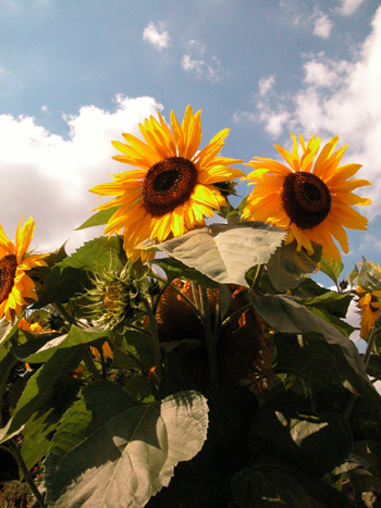 Sunflower - Helianthus annuus.  Image: Brian Pitkin