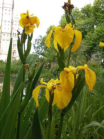 Yellow Flag - Iris pseudacorus.  Image: Brian Pitkin