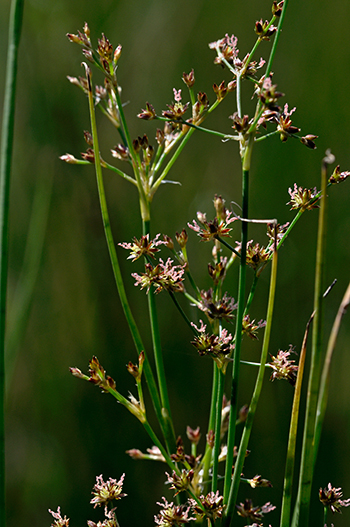 Sharp-flowered Rush - Juncus acutiflorus. Image: Linda Pitkin