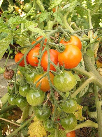 Tomato - Lycopersicon esculentum.  Image: Brian Pitkin