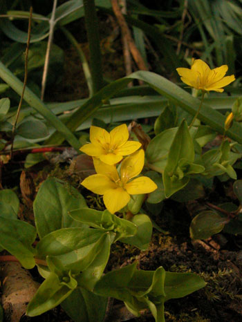 Yellow pimpernel - Lysimachia nemorum.  Image: Brian Pitkin