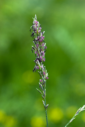 Purple Moor-grass - Molinia caerulea. Image: Linda Pitkin