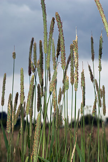 Timothy (Cat's-tail grass) - Phleum pratense. Image: Linda Pitkin