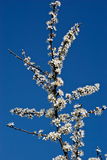 Blackthorn - Prunus spinosa. Image: Linda Pitkin