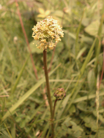 Great Burnet - Sanguisorba officinalis.  Image: Brian Pitkin
