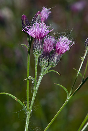 Saw-wort - Serratula tinctoria. Image: Linda Pitkin