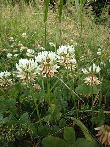 White clover  - Trifolium repens.  Image: Brian Pitkin