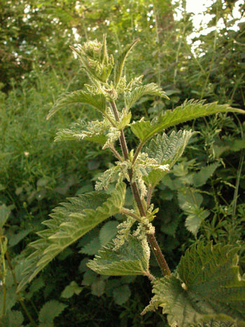 Common Nettle - Urtica dioica.  Image: Brian Pitkin