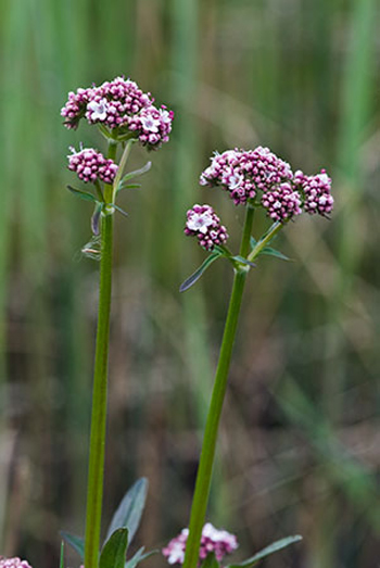 Marsh Valerian - Valeriana dioica. Image: Linda Pitkin