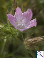 Corncockle - Agrostemma githago. Image: © Linda Pitkin