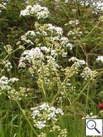 Cow Parsley - Anthriscus sylvestris. Image: © Brian Pitkin