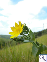 Yellow-wort - Blackstonia perfoliata. Image: © Brian Pitkin
