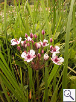 Flowering-rush - Butomus umbellatus. Image: © Brian Pitkin