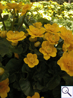 Marsh-marigold - Caltha palustris. Image: © Brian Pitkin