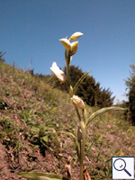White Helleborine - Cephalanathera damasonium. Image: © Brian Pitkin