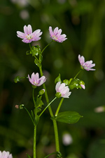 Pink Purslane - Claytonia orientalis. Image: © Linda Pitkin