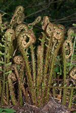 Scaly Male-fern (Golden-scaled Male Fern) - Dryopteris affinis. Image: © Linda Pitkin