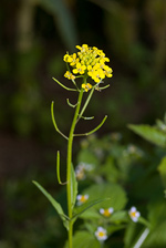 Treacle-mustard - Erysimum cheiranthoides. Image: © Linda Pitkin