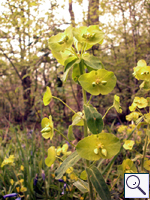 Wood Spurge - Euphorbia amydaloidesImage: © Brian Pitkin
