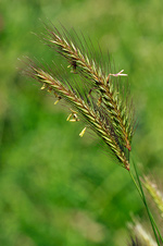Meadow Barley - Hordeum secalinum. Image: © Linda Pitkin