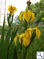 Yellow Iris - Iris pseudacorus. Image: © Brian Pitkin