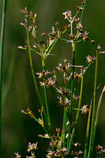 Sharp-flowered Rush - Juncus acutiflorus. Image: © Linda Pitkin