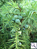 Juniper - Juniperus communis. Image: © Linda Pitkin