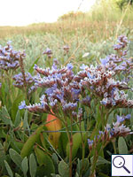 Common Sea-lavender - Limonium vulgare. Image: © Brian Pitkin