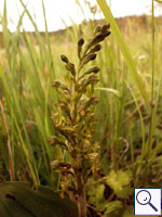 Common Twayblade - Listera ovata. Image: © Brian Pitkin