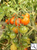 Tomato - Lycopersicon esculentum. Image: © Brian Pitkin