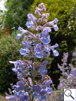 Garden Catmint - Nepeta nepetella. Image: © Brian Pitkin