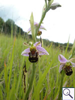Bee orchid - Ophrys apifera. Image: © Brian Pitkin