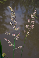 Reed Canary-grass Phalaris arundinacea. Image: © Linda Pitkin