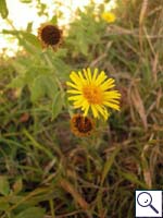 Common Fleabane - Pulicaria dysenterica. Image: © Brian Pitkin
