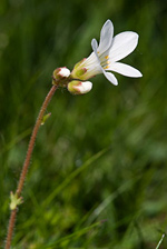Meadow Saxifrage - Saxifraga granulata. Image: © Linda Pitkin