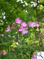 Red Campion - Silene dioica. Image: © Brian Pitkin