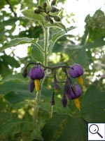 Bittersweet - Solanum dulcamara. Image: © Brian Pitkin