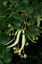 Common Lime - Tilia x europaea. Image: © Linda Pitkin