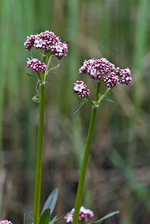 Marsh Valerian - Valeriana dioica. Image: © Linda Pitkin