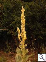 Great mullein - Verbascum thapsus. Image: © Brian Pitkin
