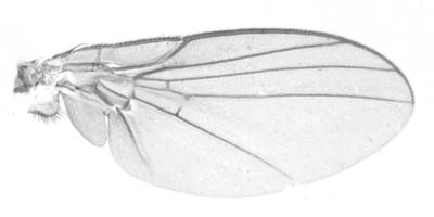 Wing of Amauromyza flavifrons