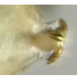Agromyza demeijerei larva,  posterior spiracles