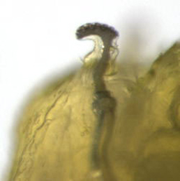 Agromyza idaeina