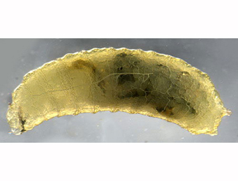 Larva of Agromyza johannae