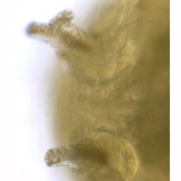 Agromyza nana : Anterior spiracles,  dorsal