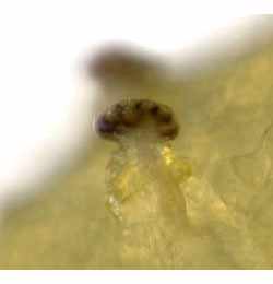 Agromyza nigrella : ANterior spiracles. lateral