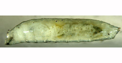 Larva of Agromyza nigripes